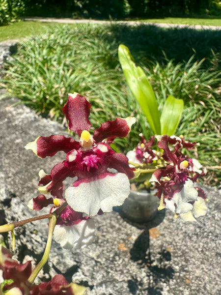 Oncidium 'Heaven Scent'