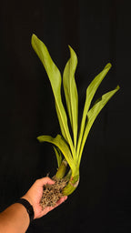 Grammatophyllum Tiger's Paw