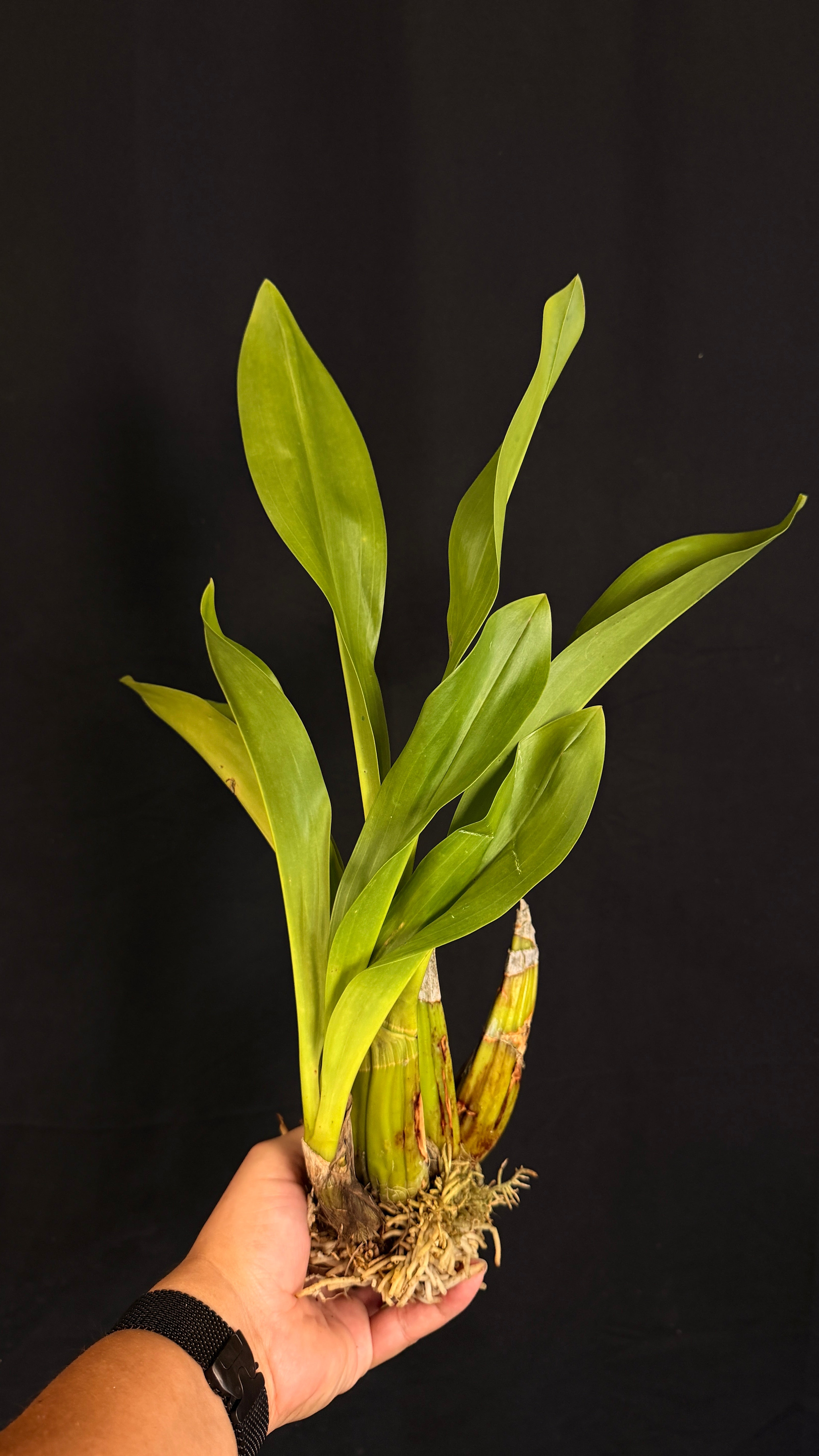 Grammatophyllum Tiger's Paw