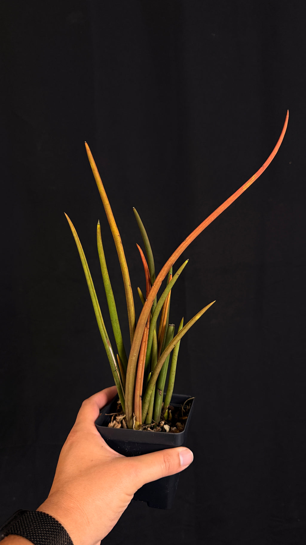 Trichocentrum sprucei