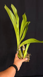 Grammatophyllum Tiger's Paw