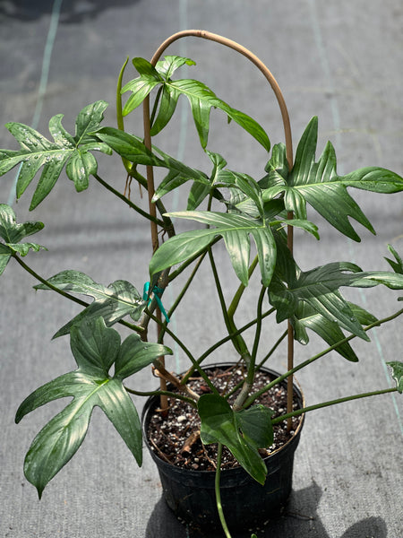 Philodendron pedatum