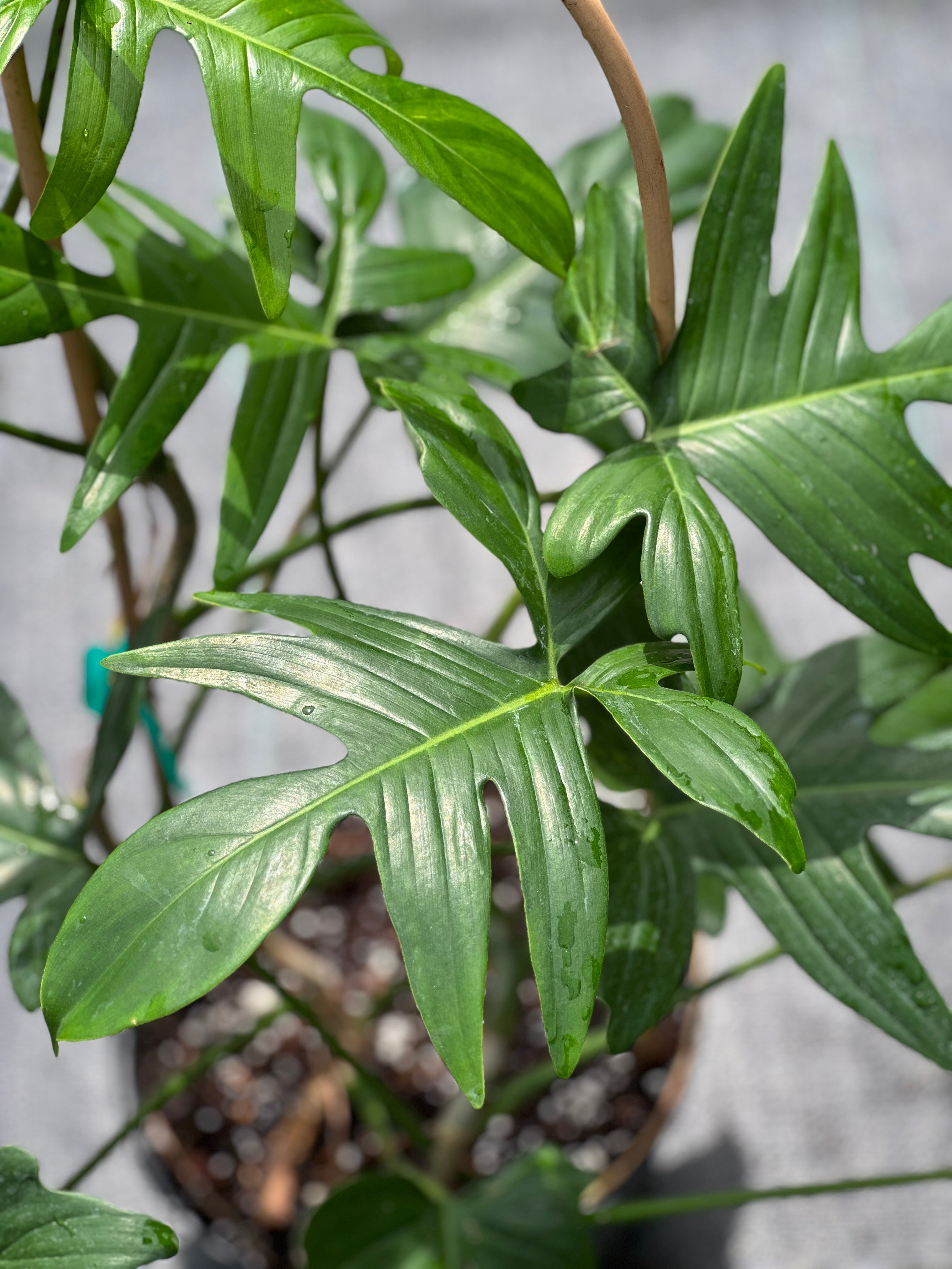 Philodendron pedatum