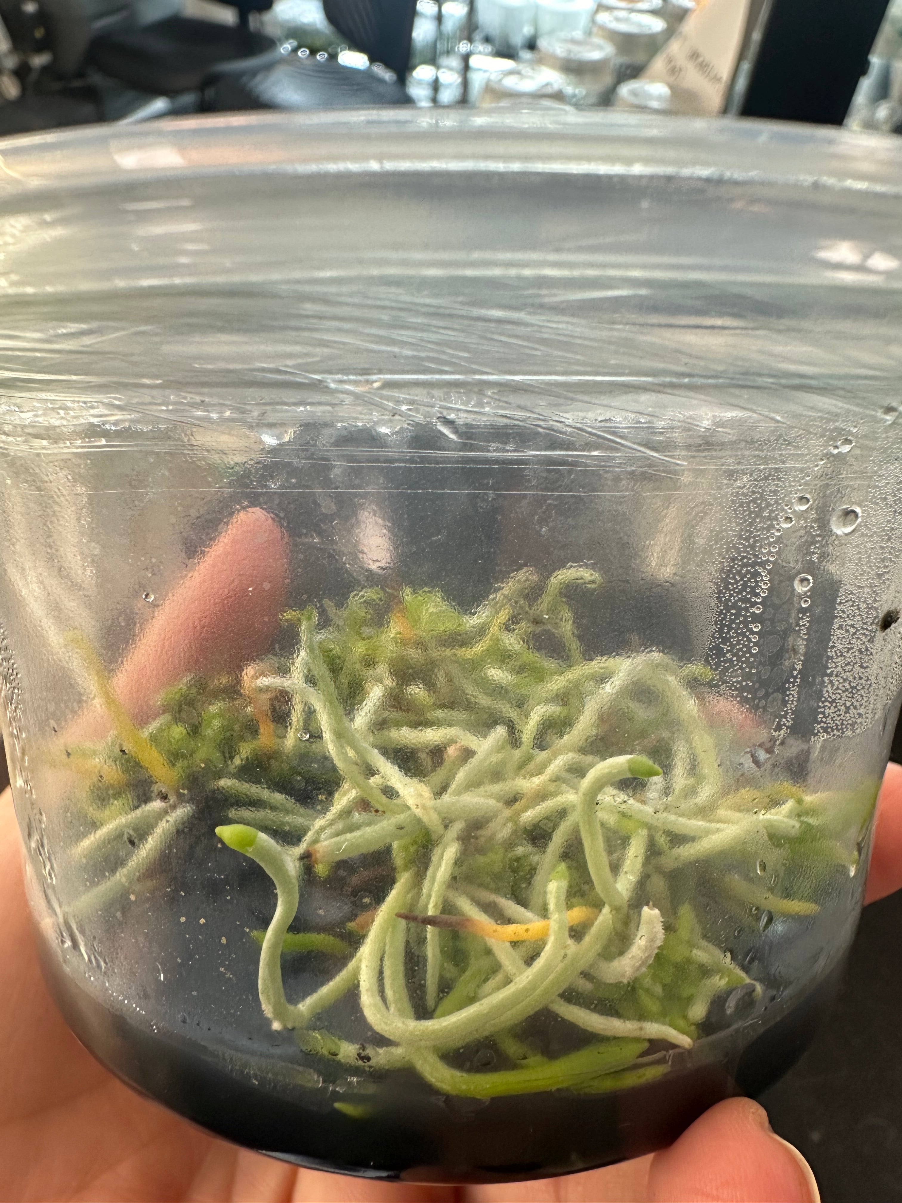 Dendrophylax fawcettii – Fairchild Tropical Botanic Garden