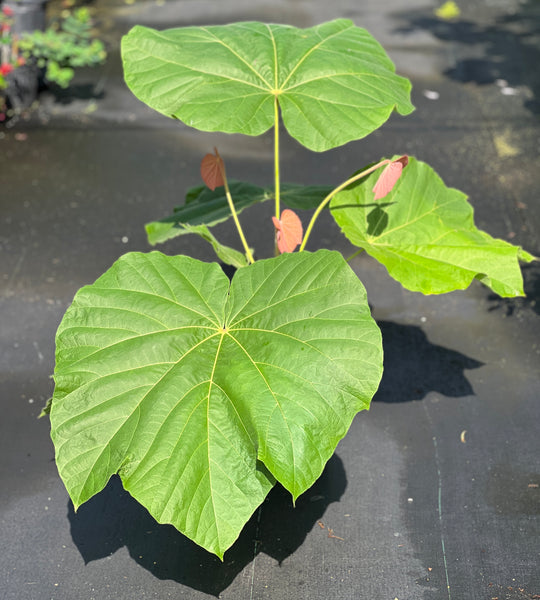 Sterculia urens