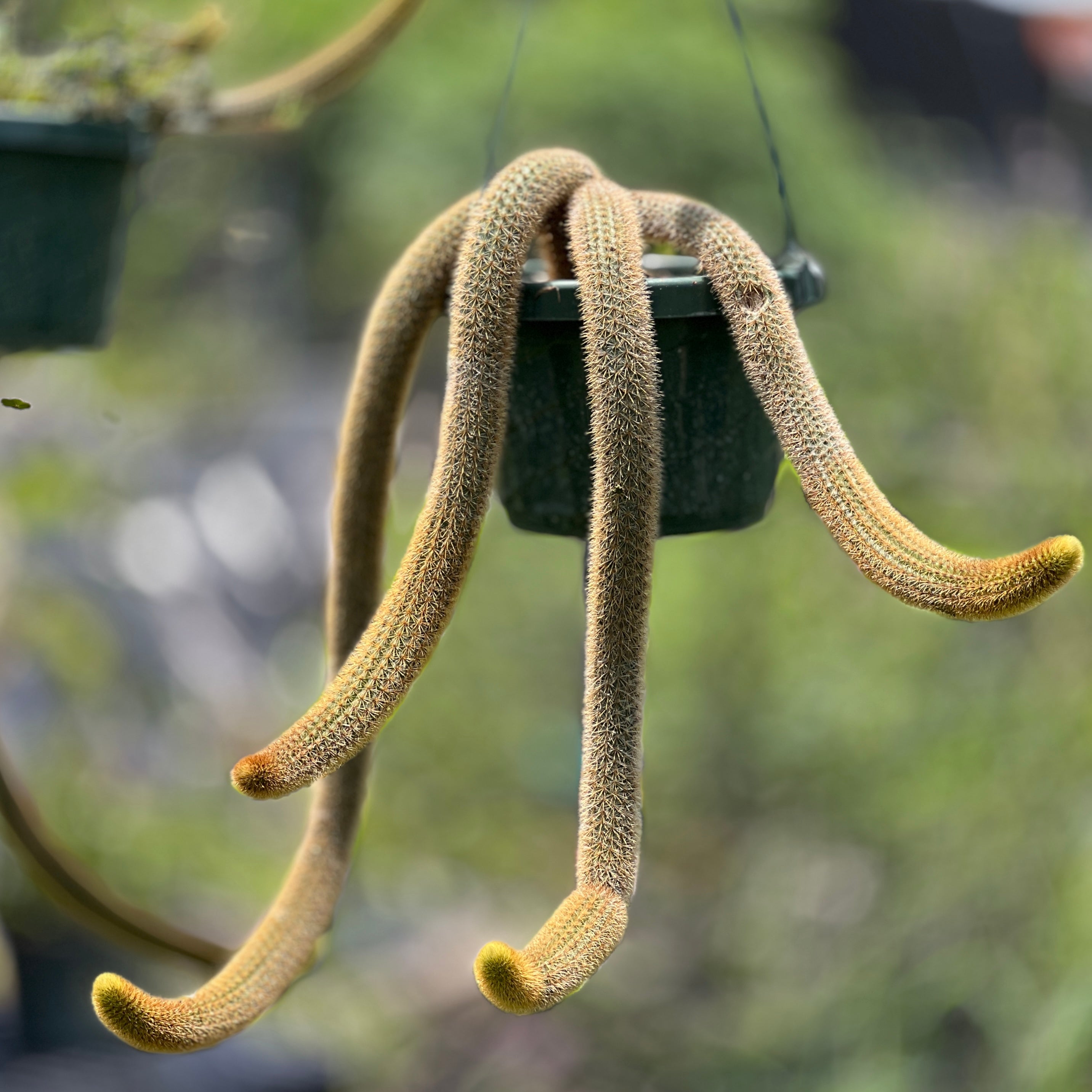 Cleistocactus winteri