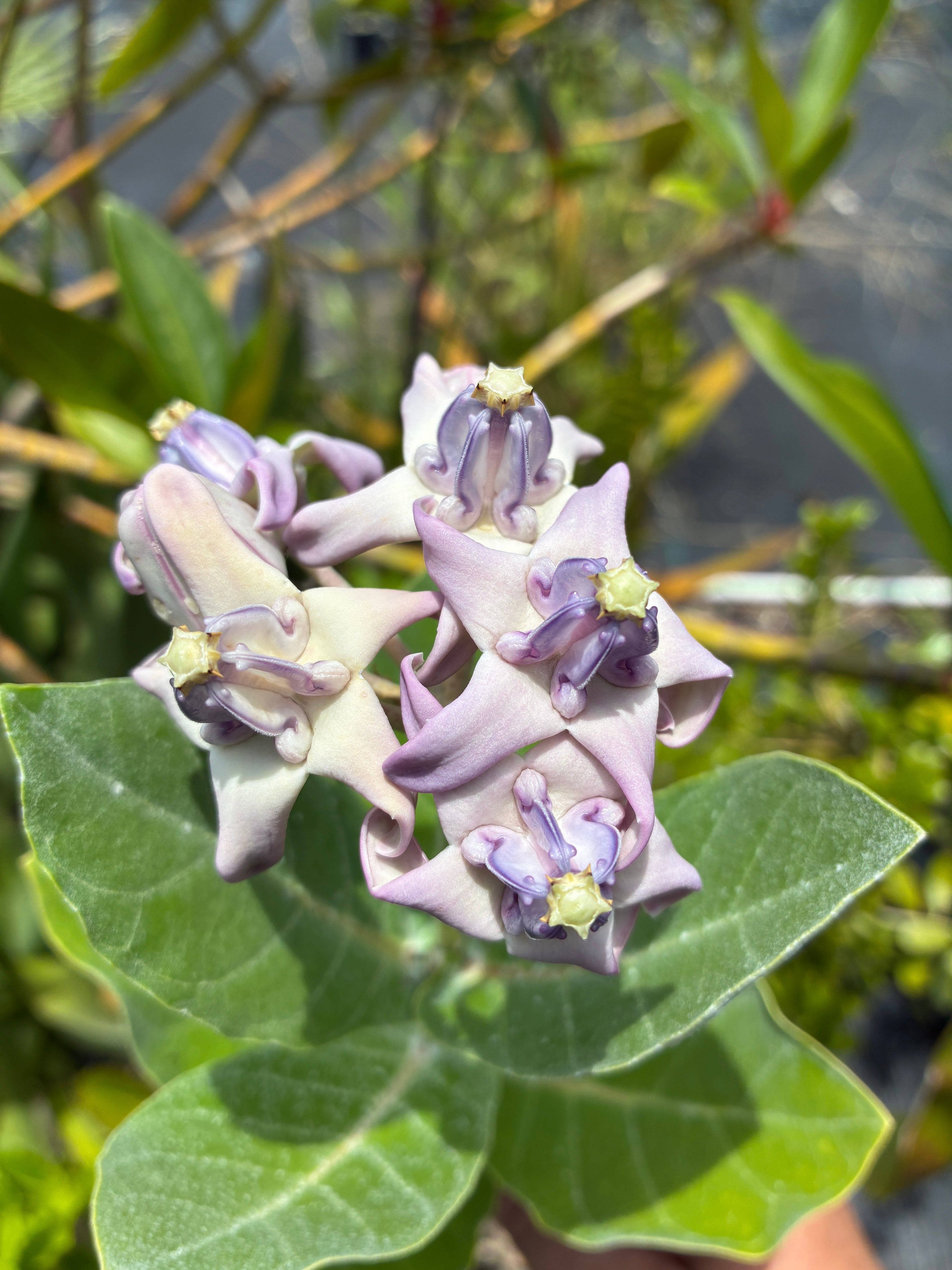 Calotropis gigantea