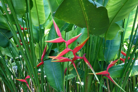 Heliconia X rauliniana