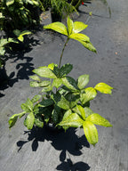 Dracaena surculosa
