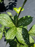 Dracaena surculosa