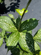 Dracaena surculosa