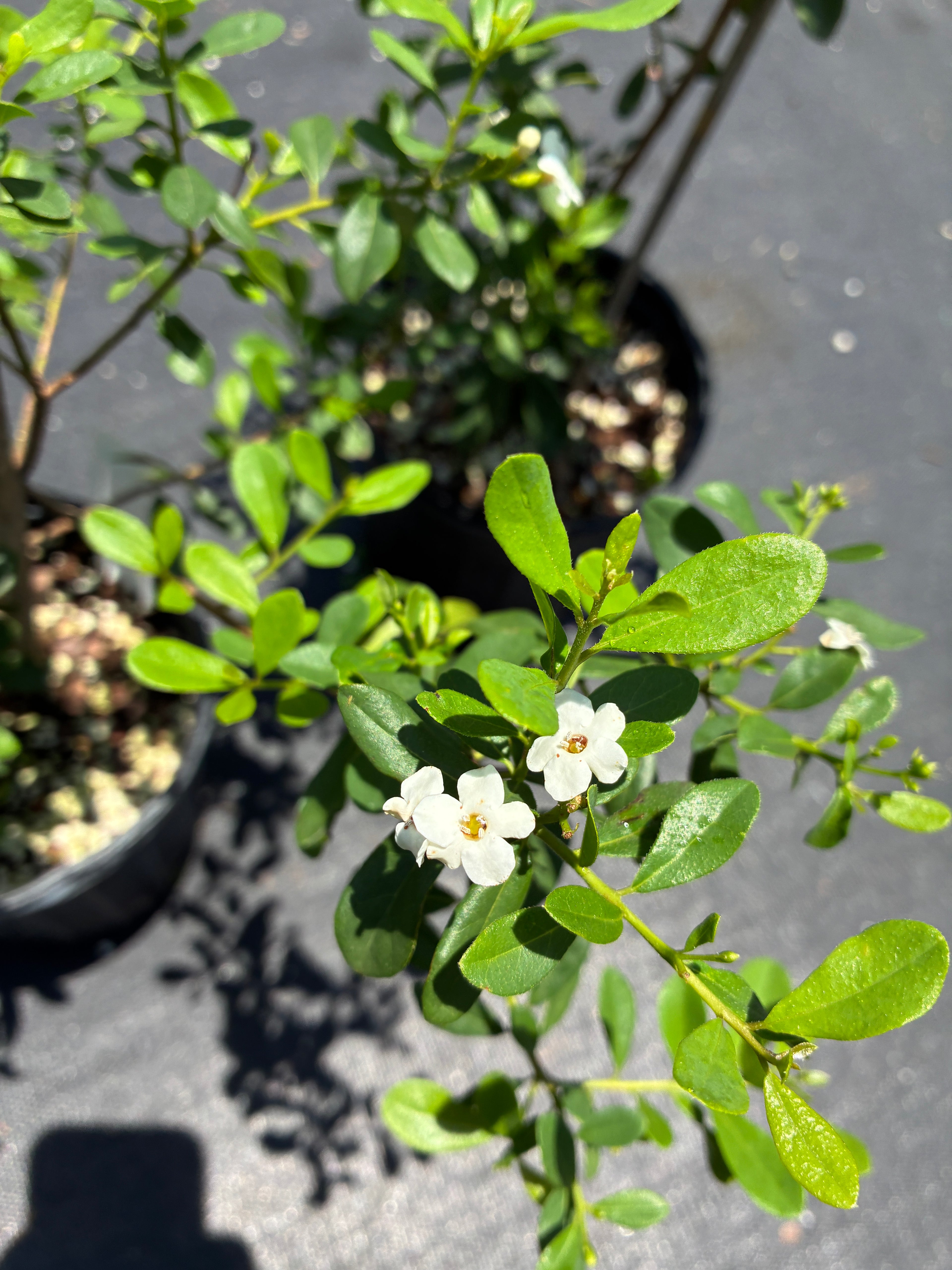 Bourreria succulenta