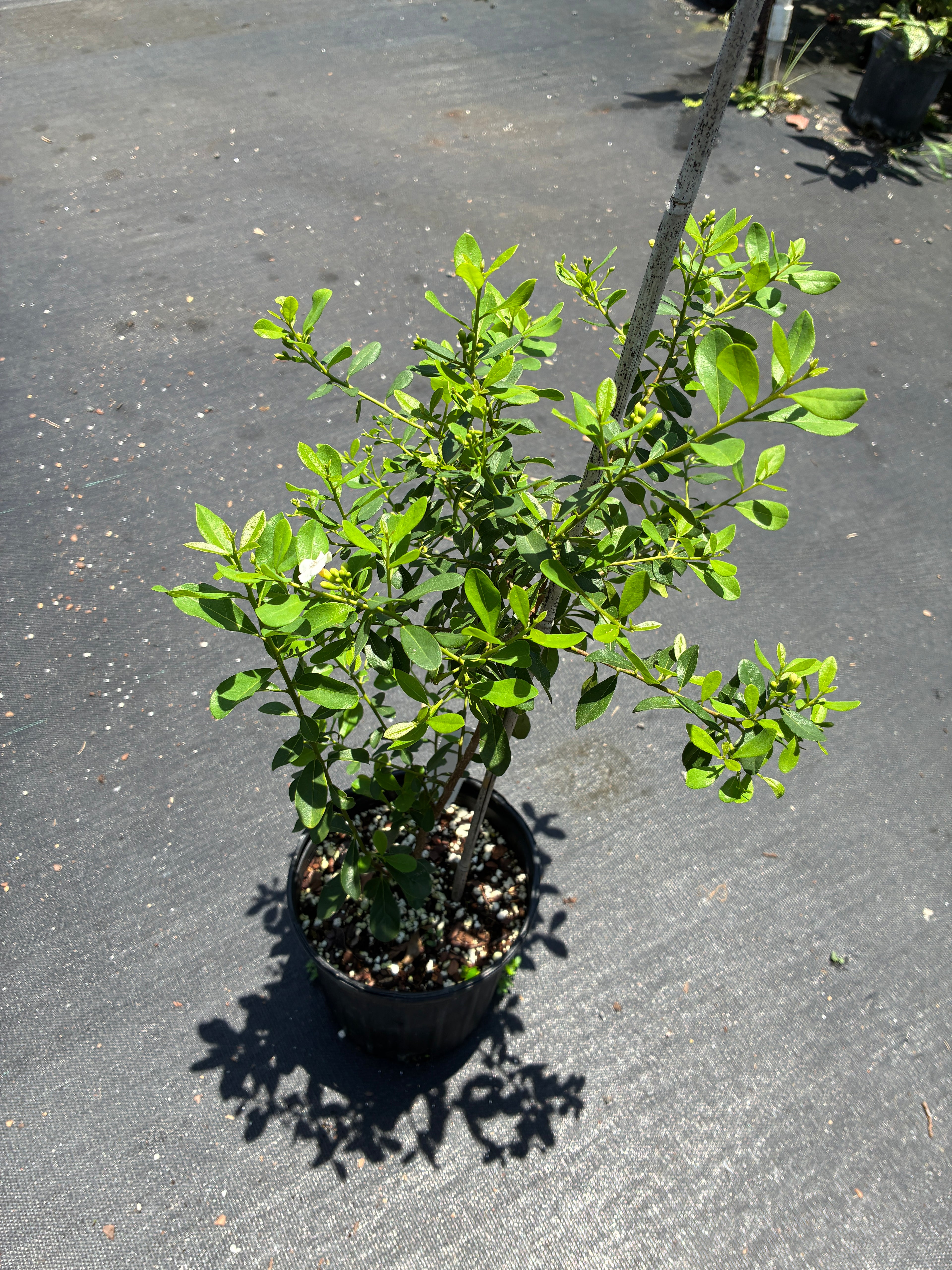 Bourreria succulenta