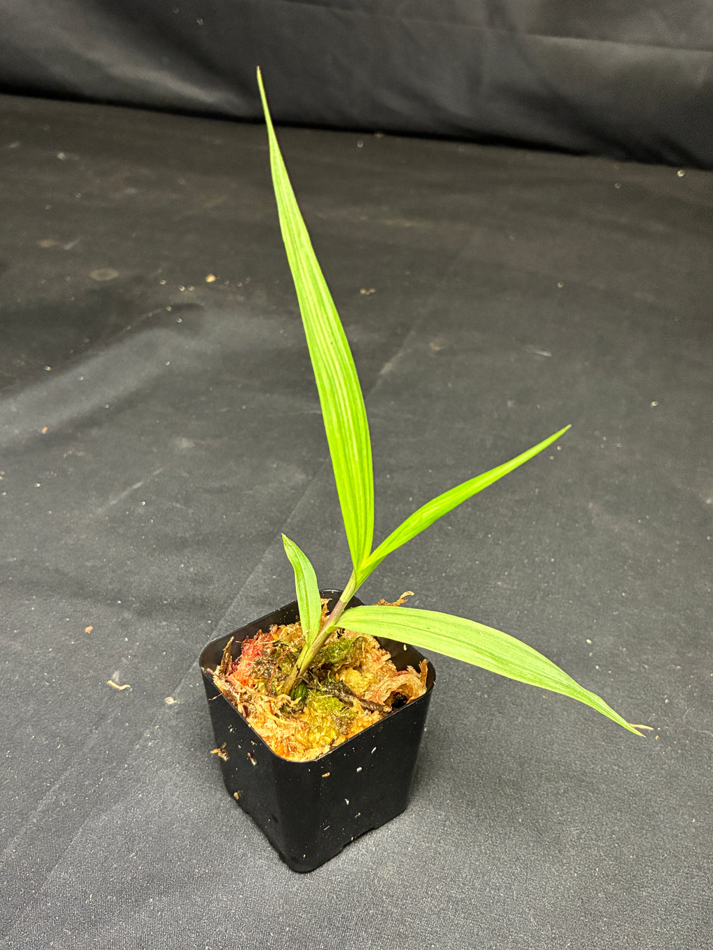 Bletia purpurea