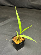 Bletia purpurea