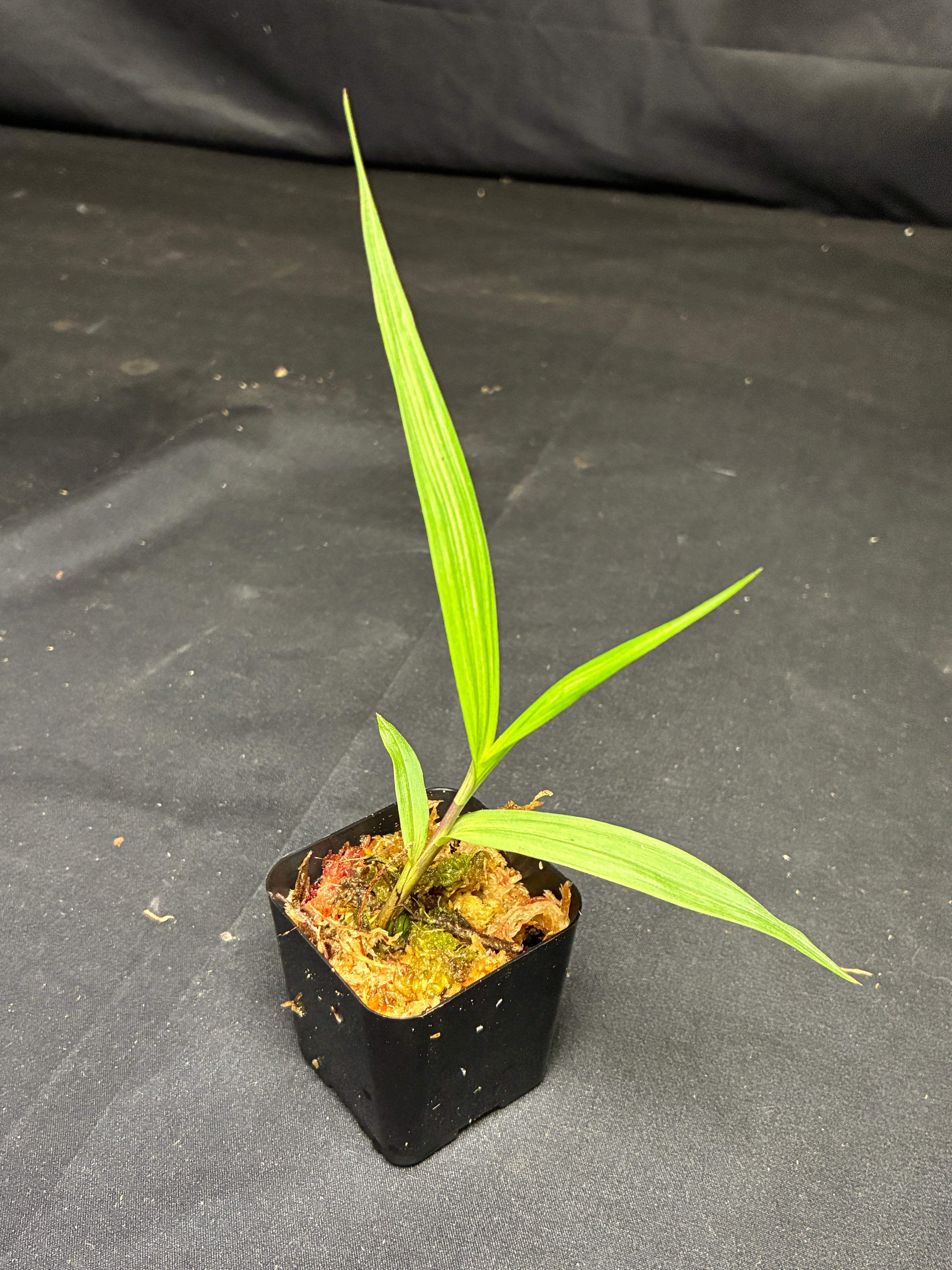 Bletia purpurea
