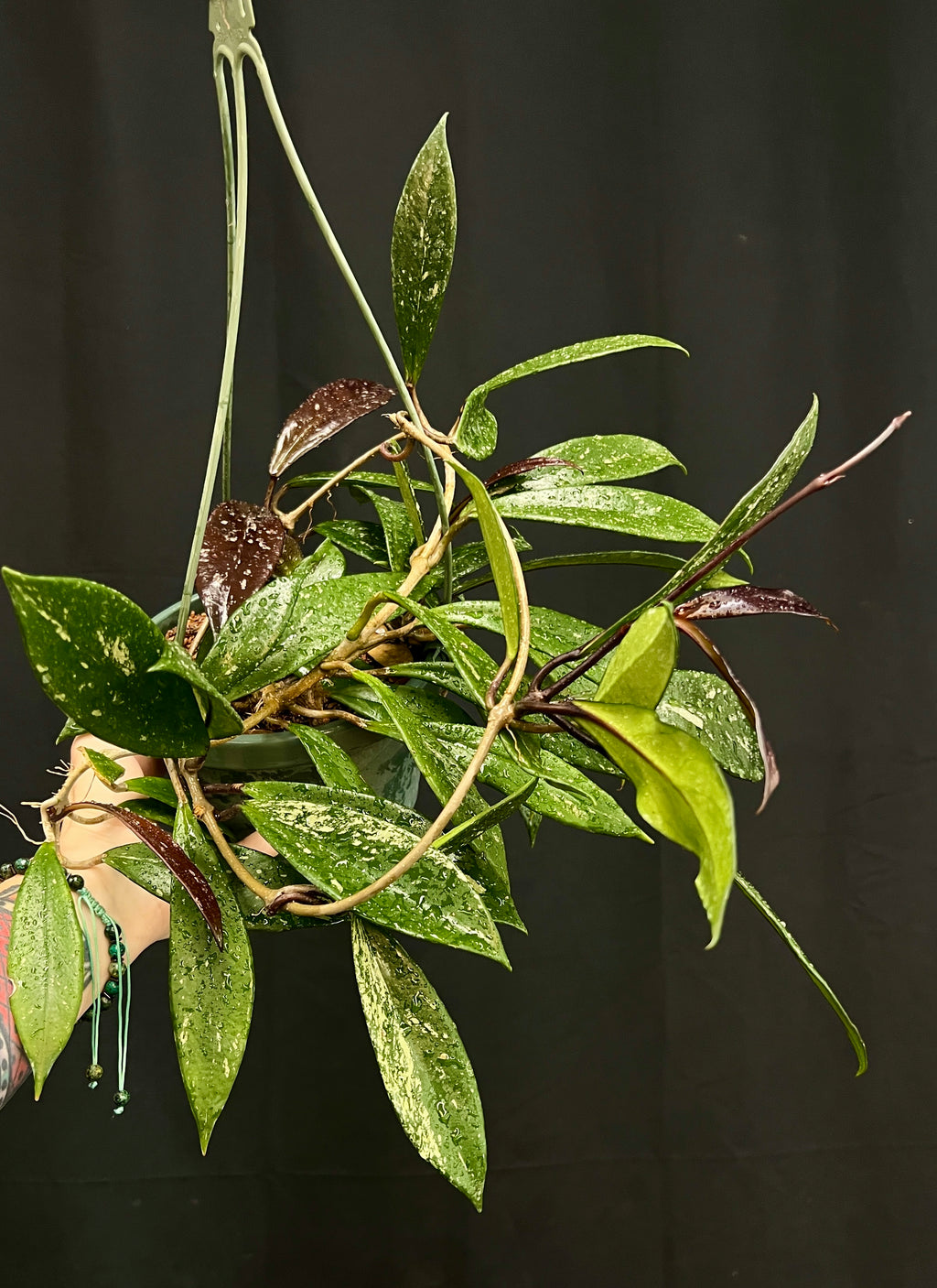 Hoya pubicalyx 'Royal Hawaiian Purple'