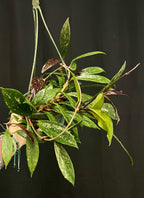 Hoya pubicalyx 'Royal Hawaiian Purple'