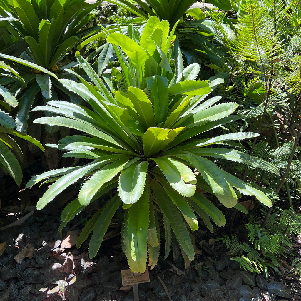 Theophrasta americana