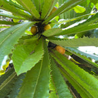 Theophrasta americana