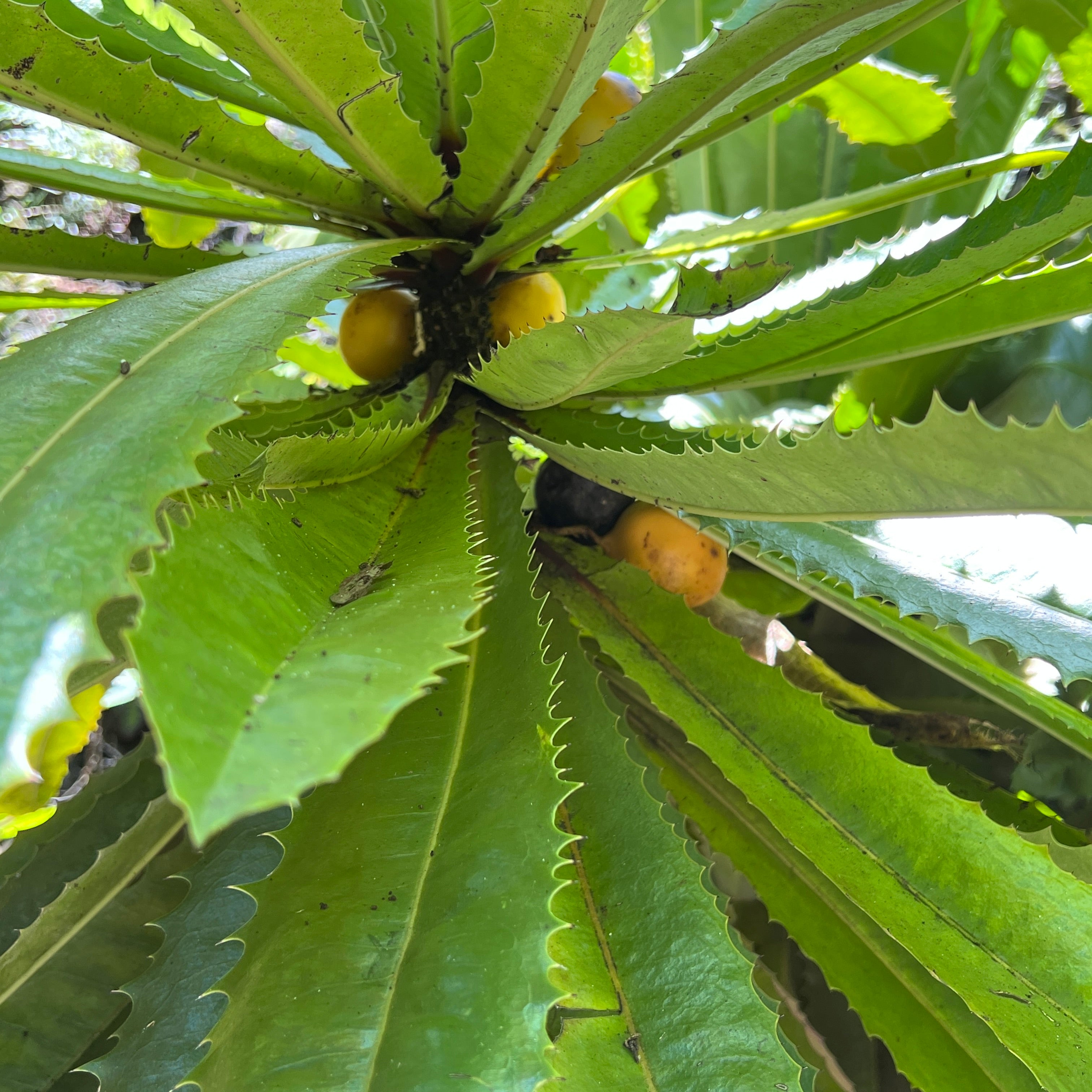 Theophrasta americana