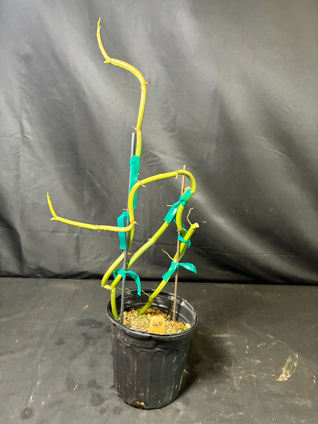 Vanilla barbellata