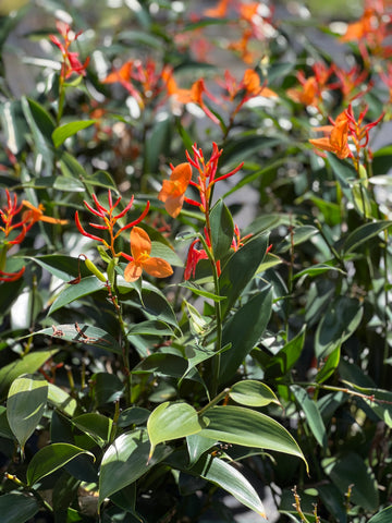 Burbidgea pauciflora
