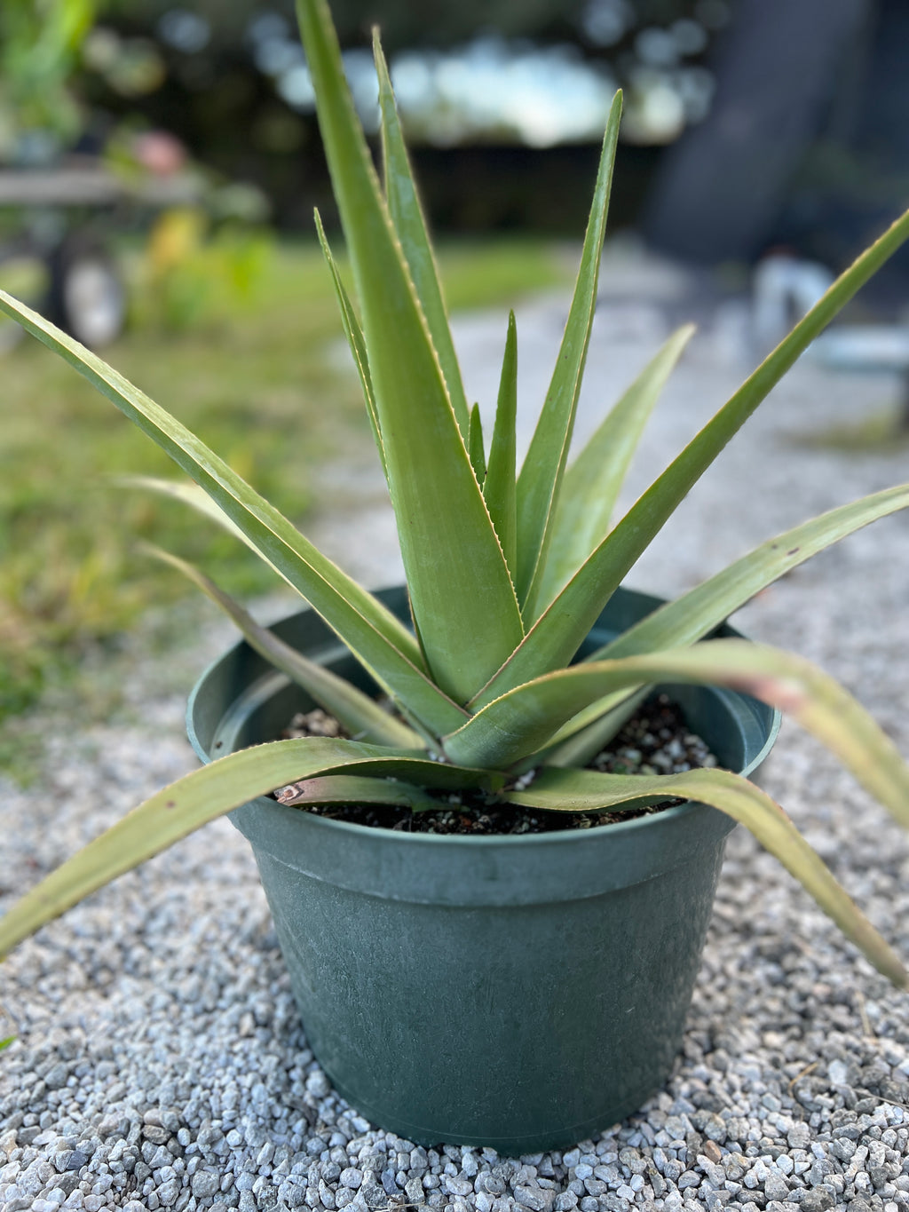 Aloe tormentorii