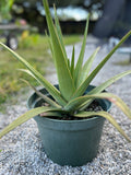 Aloe tormentorii