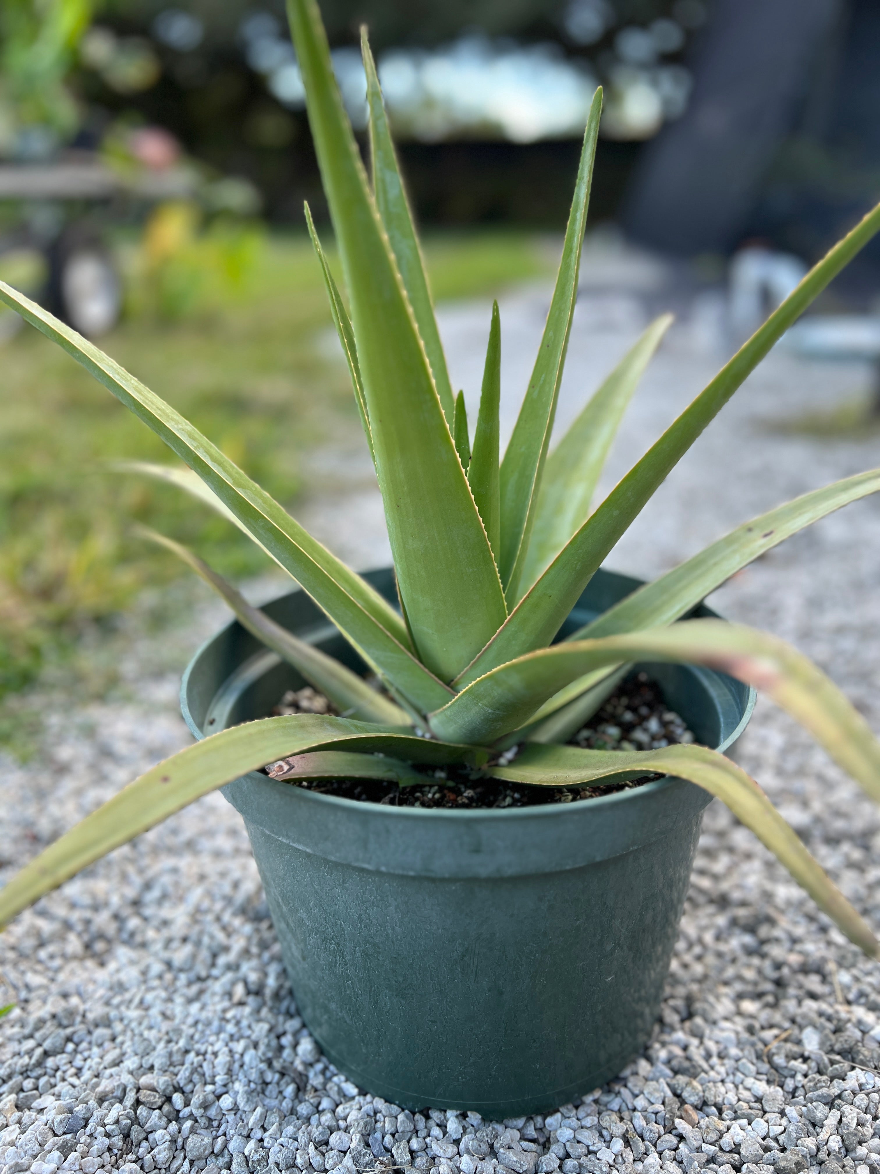 Aloe tormentorii