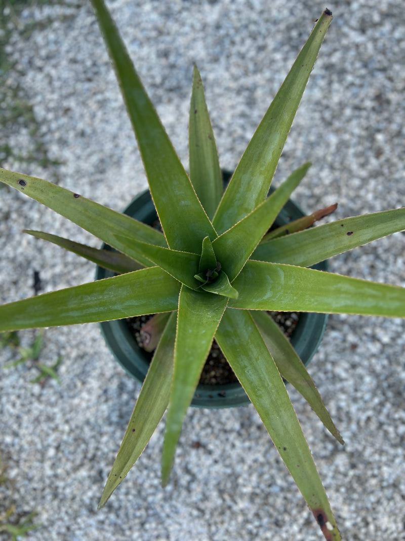 Aloe tormentorii