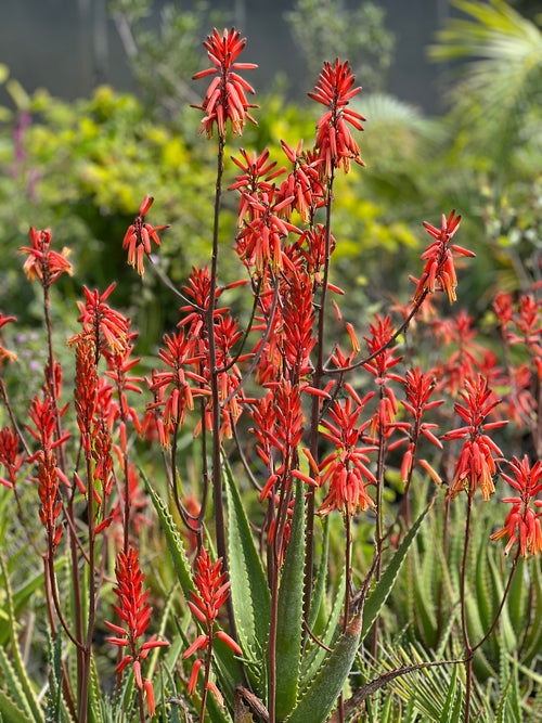 wine aloe vera plant Aloe dawei