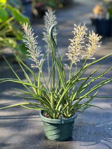 Sansevieria gracilis