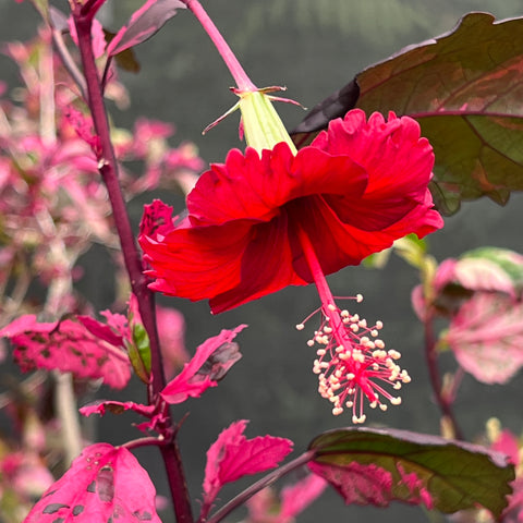 Hibiscus rosa-sinensis 'Red Hot'