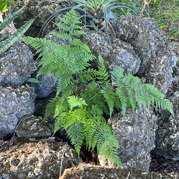 Dennstaedtia bipinnata