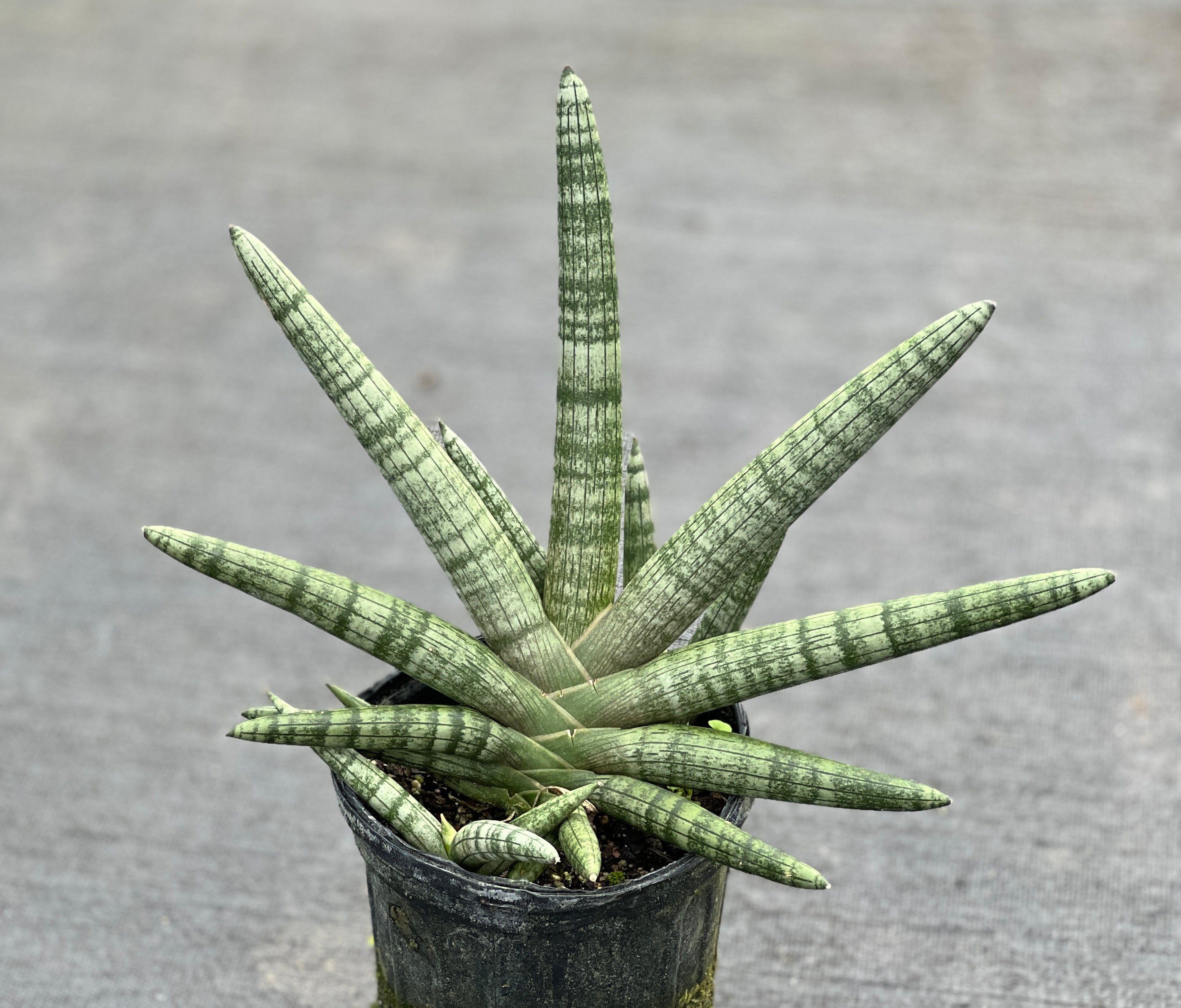 Fairchild Tropical Botanic Garden Sansevieria cylindrica Boncel