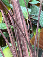 Ctenanthe cf. setosa