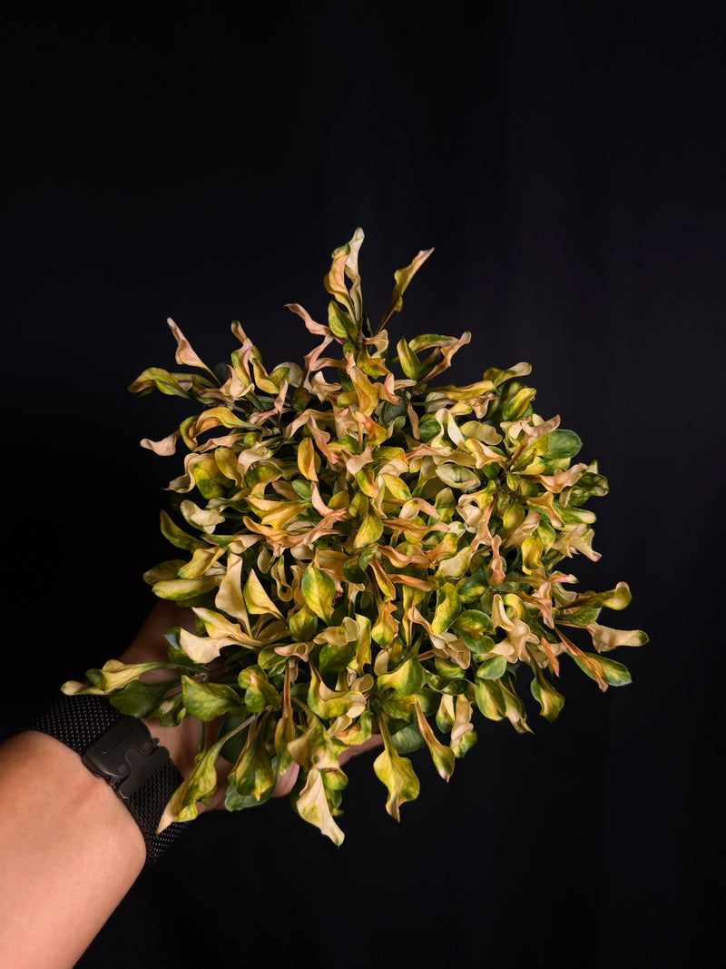 Alternanthera ficoidea 'Watermelon'