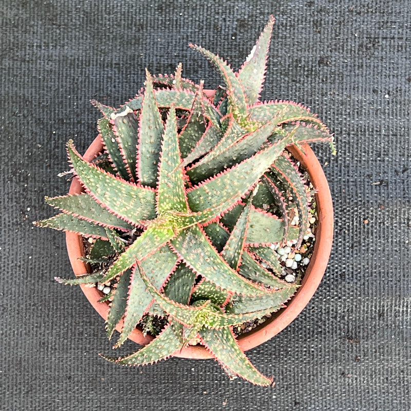 Aloe 'Christmas Carol'