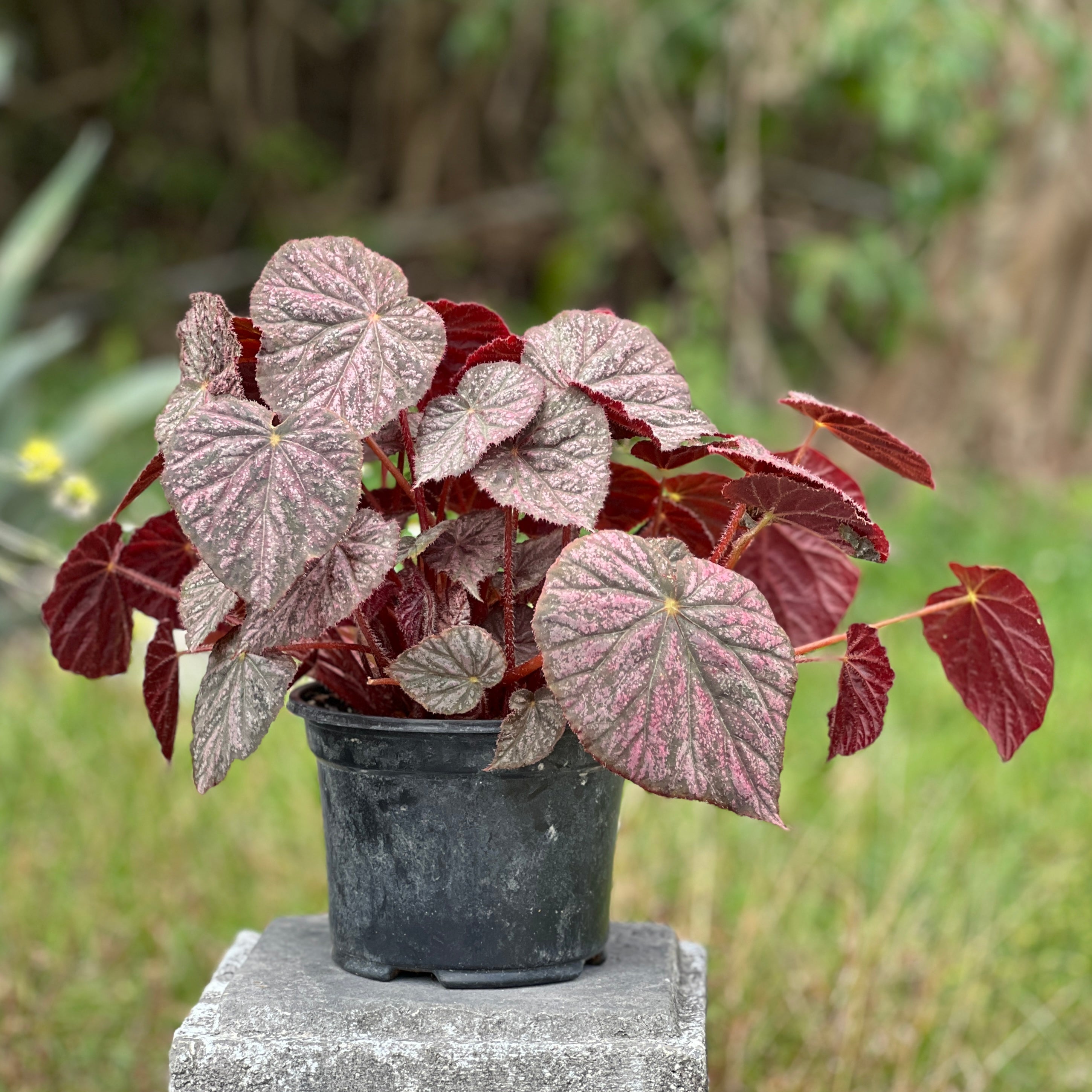 Begonia 'Passing Storm'