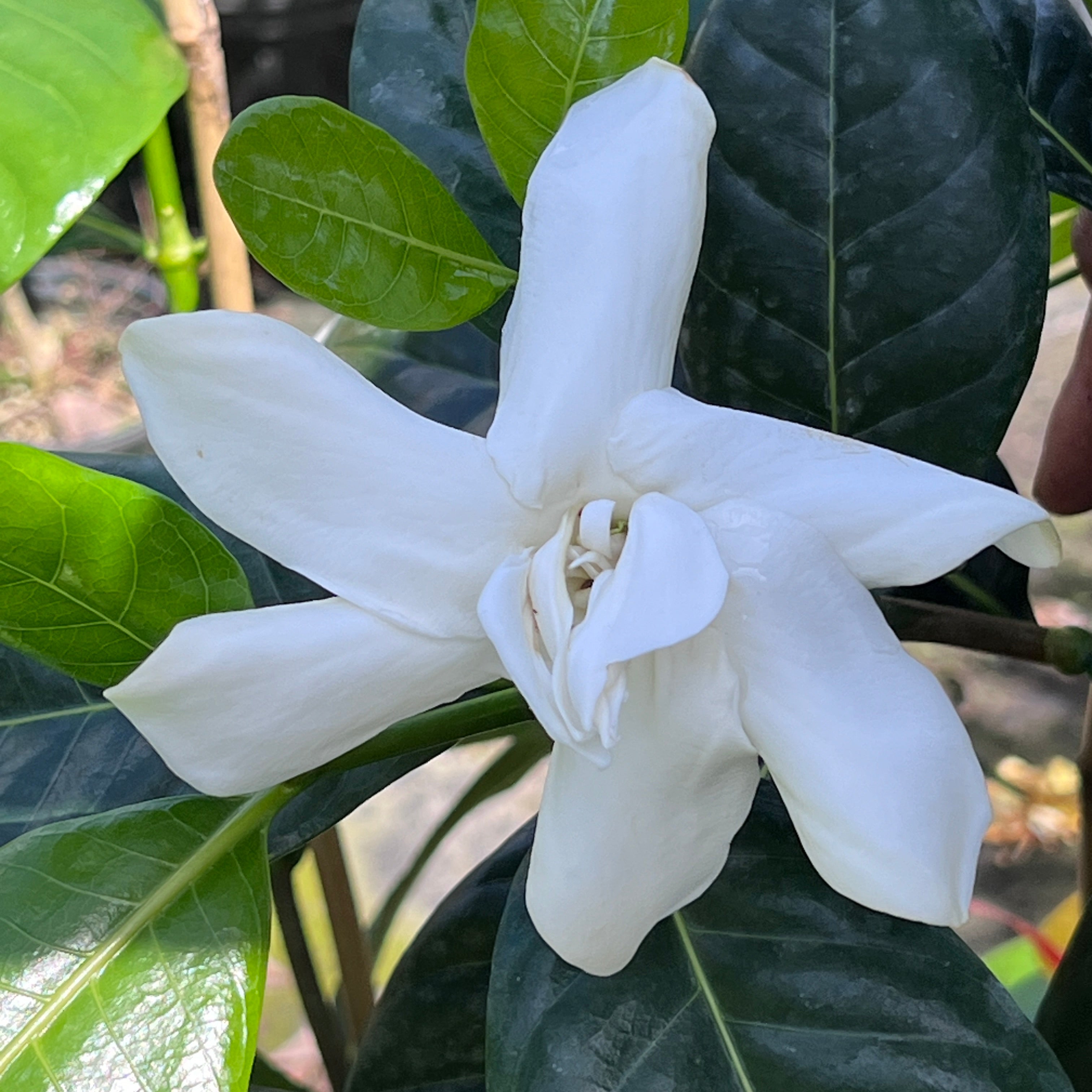 Gardenia taitensis 'Double'