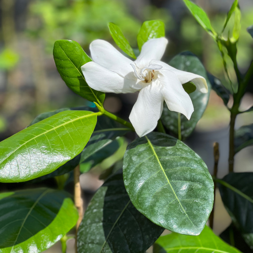 Gardenia taitensis 'Double'