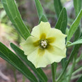 Physalis walteri