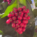 Syzygium thalassicum