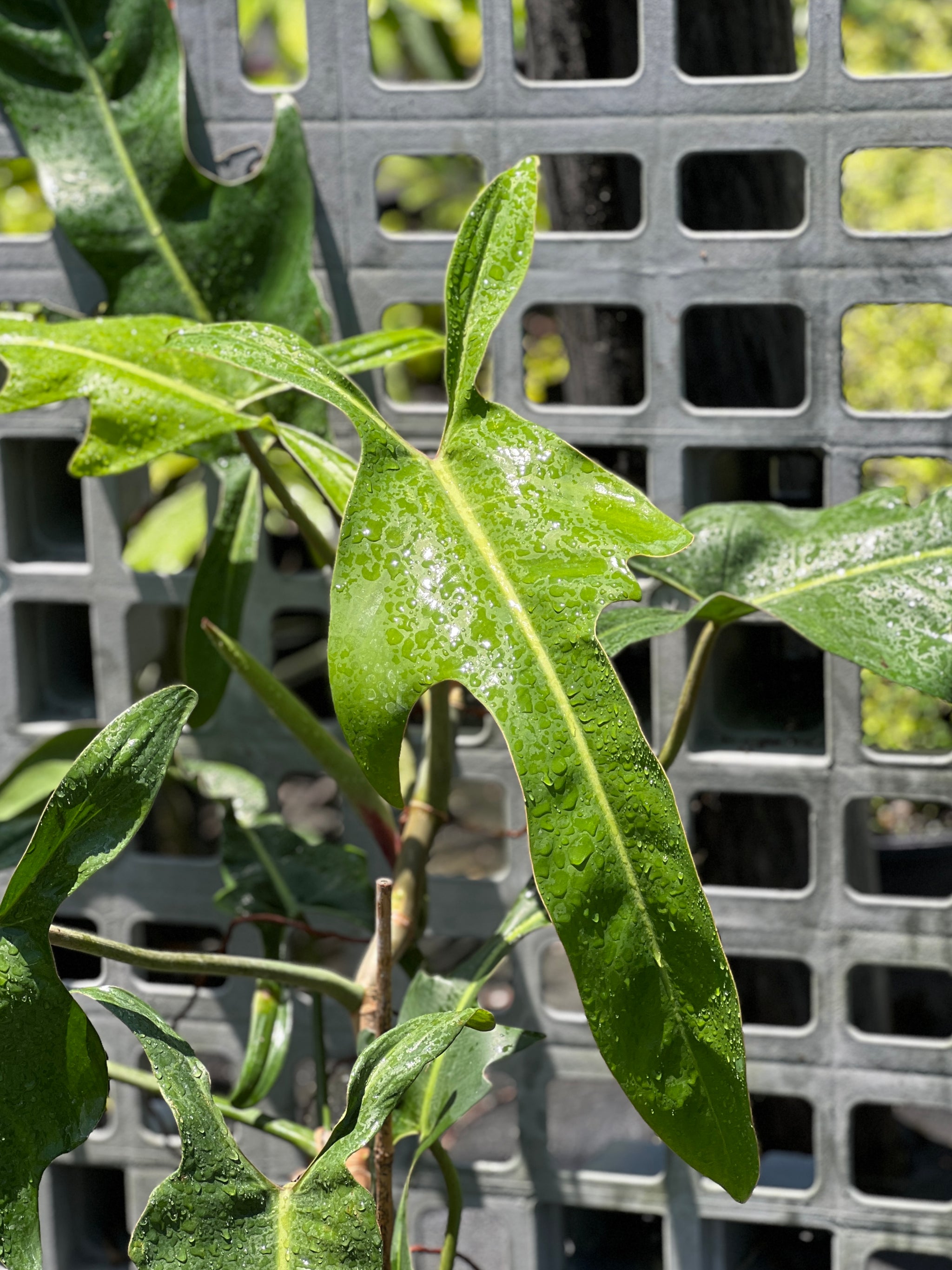 Philodendron Jerry Horne - top Bare Root