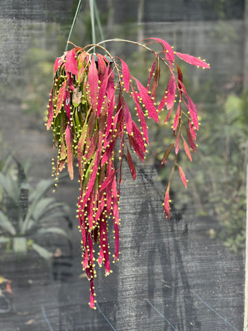 Pseudorhipsalis ramulosa