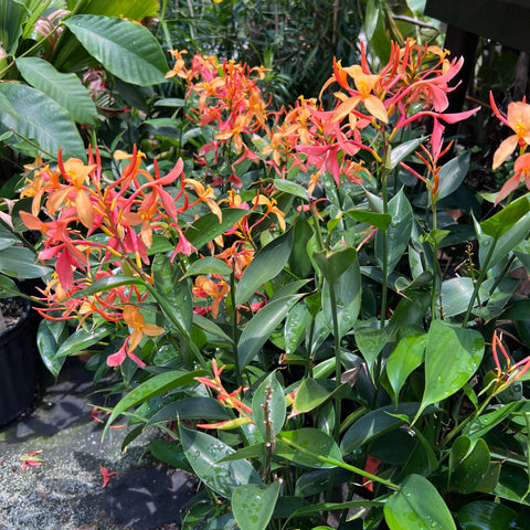 Burbidgea pauciflora