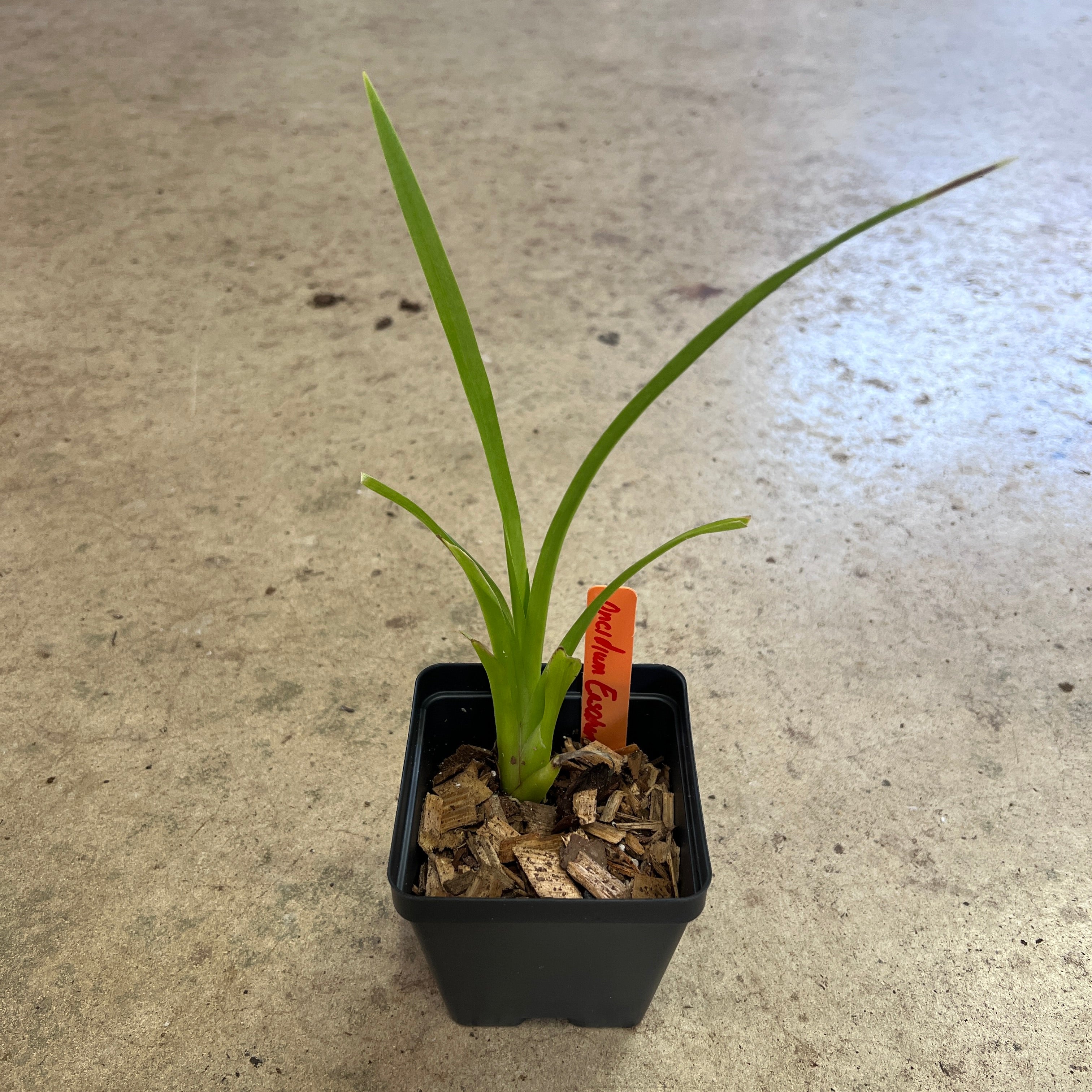 The Million Orchid Project - Oncidium ensatum