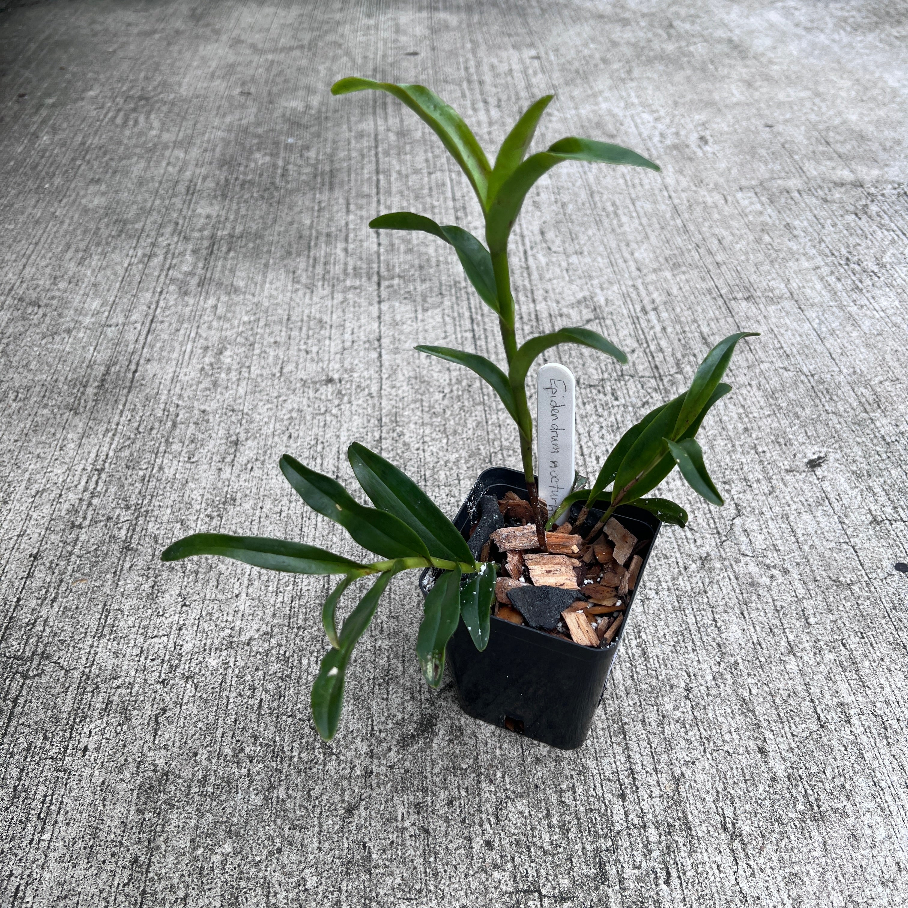 The Million Orchid Project - Epidendrum nocturnum – Fairchild