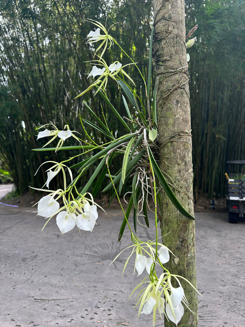 Brassavola Nodosa
